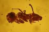 Fossil Ant (Formicidae), Fly (Diptera) & Amber Shard In Baltic Amber #142186-1